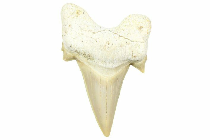 Fossil Shark Tooth (Otodus) - Morocco #353509
